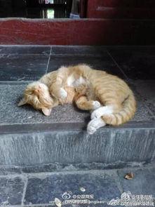 网红猫条,萌宠界的明星风采